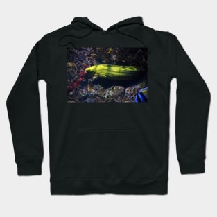 Yellow Moray eel Hoodie